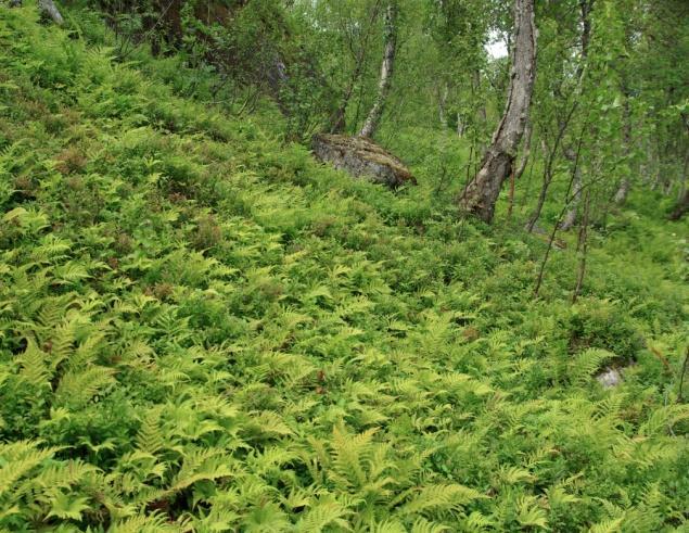 4b Blåbærbjørkeskog Økologi: Blåbærbjørkeskog finnes på middels næringsrik mark og kan opptre på flere terrengformer.
