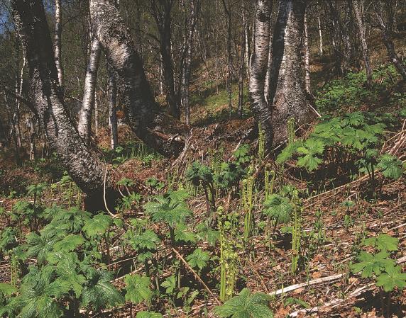 4c Engbjørkeskog Økologi: Engbjørkeskog består av flere utforminger som alle er knytta til mark med høgt næringsinnhold.