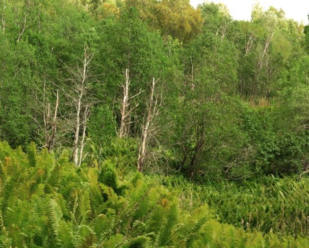 4e Oreskog Økologi: Oreskog forekommer på jordsmonn med høg næringsstatus og god vasstilgang. I Nordland er oreskogen videst utbredt som ligråorskog.
