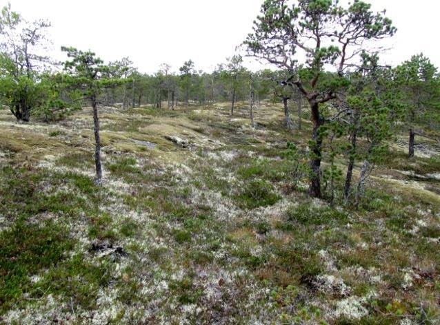 I grunnfjellsområda har typen stor utbredelse, mange steder også i ytre fjordstrøk. Dette er overveiende uproduktive knausskoger på grunnlendt mark.