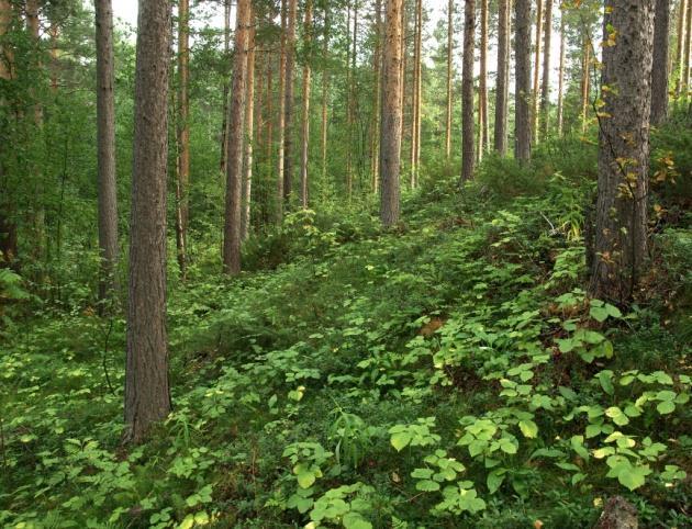 6c Engfuruskog Økologi: Furudominert skog på rik mark. Typen opptrer først og fremst på tørre, grunnlendte lokaliteter der det er næringsrik berggrunn.