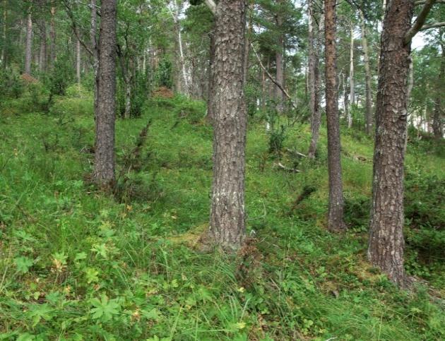 Ellers forekommer plantefelt av furu som er etablert i engbjørkeskog eller på andre areal med høgt næringsinnhold.