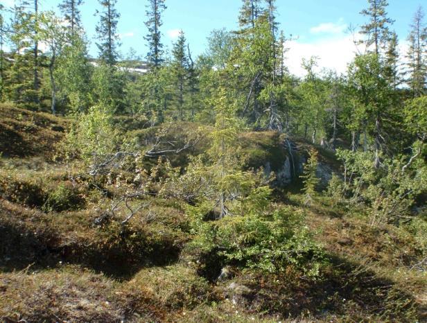 Granskog Kartlagte areal klassifisert som granskog nord for Saltfjellet er etablerte plantefelt, det aller meste i lauvskog og en mindre del på snaumark.