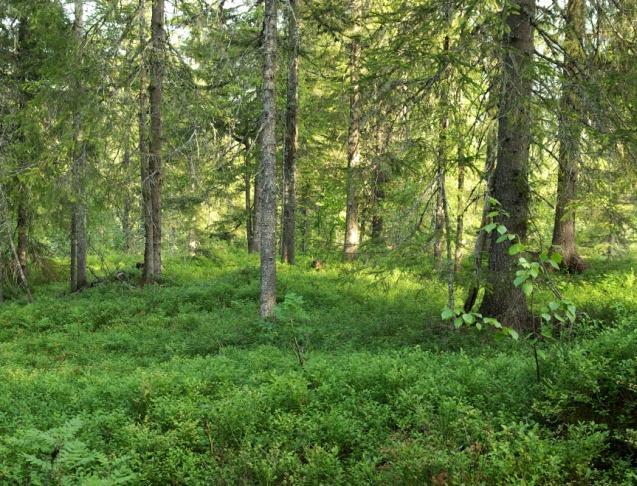 7b Blåbærgranskog Økologi: Granskog på middels næringsrik mark med moderat til frisk jordfuktighet. Som naturskog opptrer typen vidt, men mest areal finnes på morenejord i dal- og fjordsider.