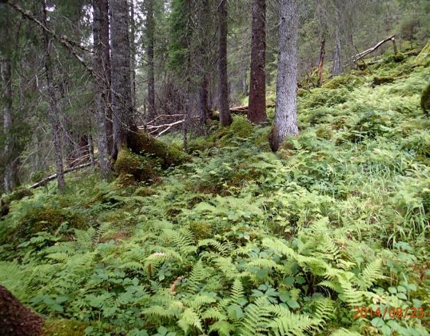 7c Enggranskog Økologi: Naturlig granskog eller granplantefelt på mark med god næringstilgang. Enggranskog finnes vanligst i områder med rike, skifrige bergarter.