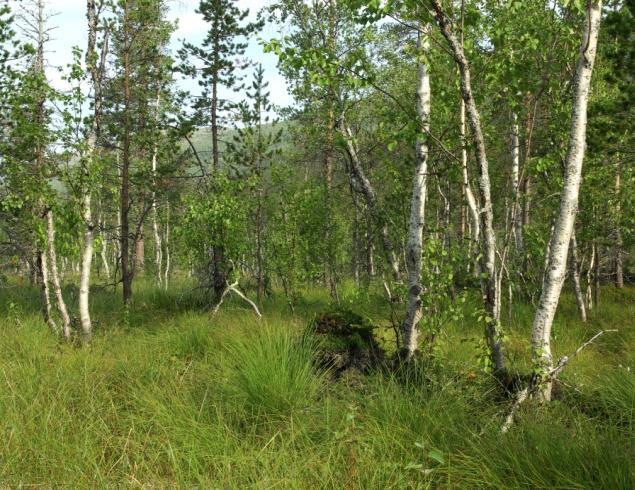 8c Fattig sumpskog Økologi: Skogtype på forsumpa fastmark eller jordvasspåvirka myrer med lågt til moderat næringsnivå.