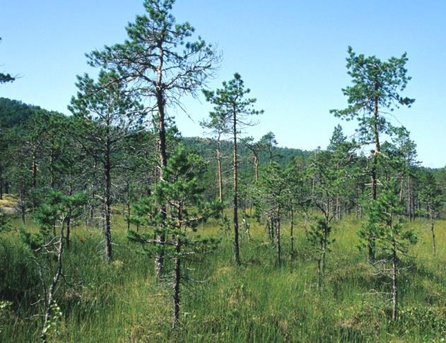 Fattig sumpskog danner flere steder randskoger mellom myr og fastmark, og inntil vassdrag og innsjøer der det er høgtstående grunnvatn.