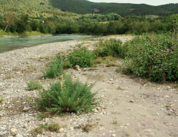 10g Elveører og grusvifter Økologi: Dette er ustabile vegetasjonssamfunn på ører i elver og langs elve- og bekkeløp som regelmessig blir oversvømt.
