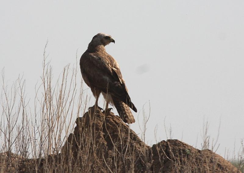 Havørn Haliaeetus albicilla (White-tailed Eagle) 1 Lake Sorbulak 25/05 (adult) Musvåk Buteo buteo vulpinus (Common Buzzard) 1 Maral-Say, Almaty 21/05 1 Taukum Desert (Yurt camp) 26/05 1 Big Almaty