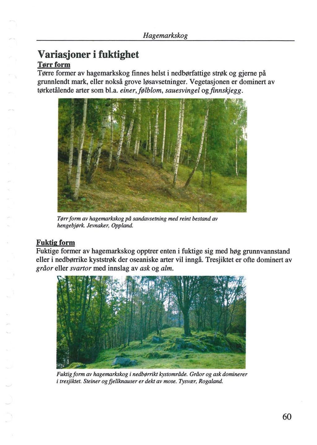 Variasjoner i fuktighet Hagemarkskog Tørrform Tørre former av hagemarkskog finnes helst i nedbørfattige strøk og gjerne på grunnlendt mark, eller nokså grove løsavsetninger.