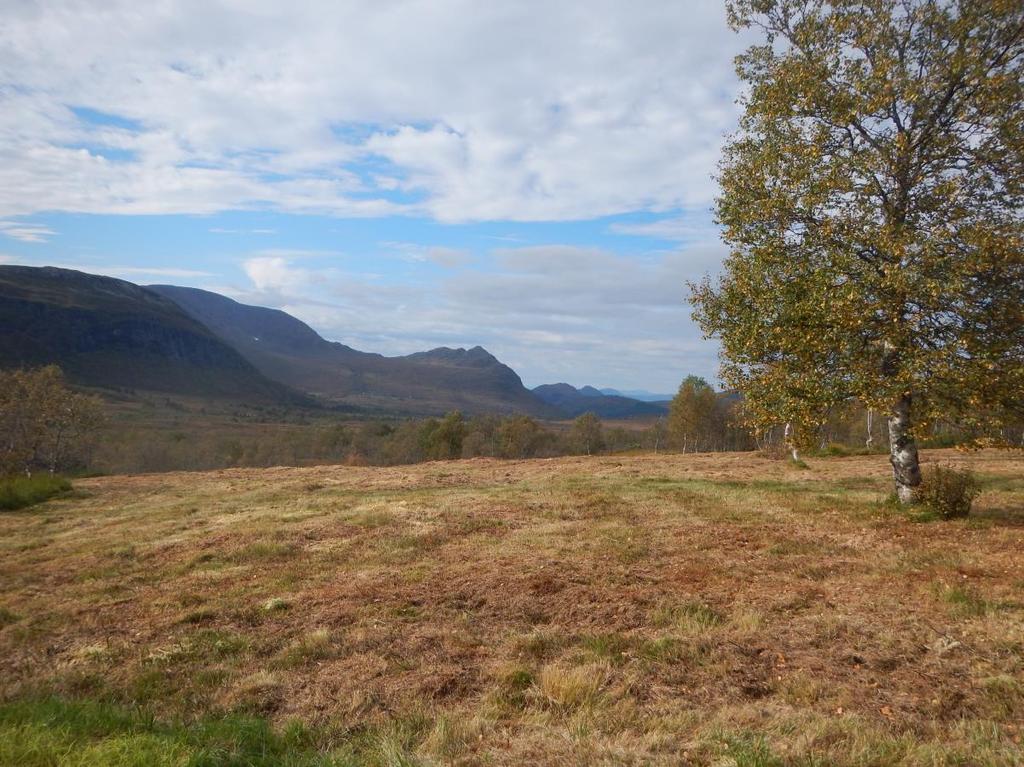 Del av heilskapleg landskap: Lokaliteten ligg innanfor Måslia naturreservat som sidan 1996 er verna på grunn av det uvanleg store myrområdet og som har verdi som nasjonalt typeområde