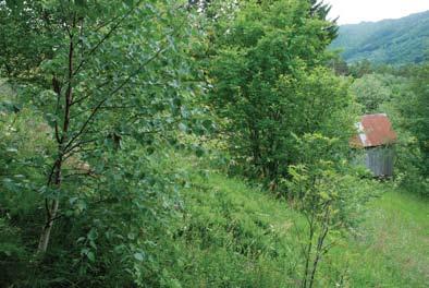 Er imidlertid ikke gjengroingen kommet for langt, vil slik slåttemark kunne restaureres slik tilfellet også er for denne slåttemarka i Sogndal.