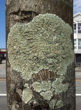 Endre Nygaard og Tor Tønsberg 1 Figur 1. Liten eikelav Flavoparmelia soredians på allétre (nr 37) i Hillevåg, Stavanger. Foto EN 05.06.2015. Flavoparmelia soredians on tree (no.