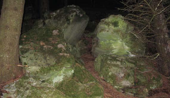 Fremmede treslag på Hegelandskysten arven etter godseier Isach Coldevin 1 Figur 1. Kalksteiner mellom plantet sitkagran på Dønna vitner om svært næringsrik grunn. Foto: JL.