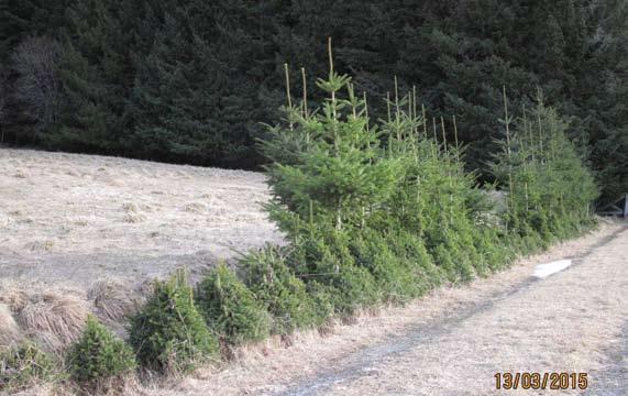 Jostein Lorås 2 Figur 2. Forstyrret mark gir sitkagran store spredningsmuligheter. Foto: JL 13.03.2015. Disturbed grassland favours Sitka spruce dispersal.