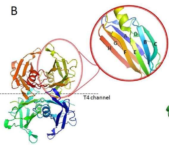 Transtyretin molekylstruktur-to bindingsteder for T4 TTR er sammensatt av 4 monomerer med tilsammen 127 amino syrer. To monomerer danner en dimer.