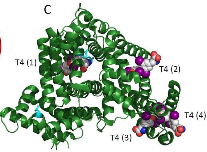 Albumin-molekylstruktur T4 er bundet til fire bindingssteder.