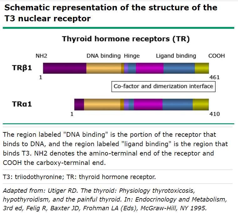 THR-Tyreoidea hormon reseptor Kjernereseptor med ett DNA bindende og ett