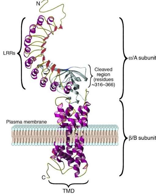 TSH reseptor en G-protein koblet