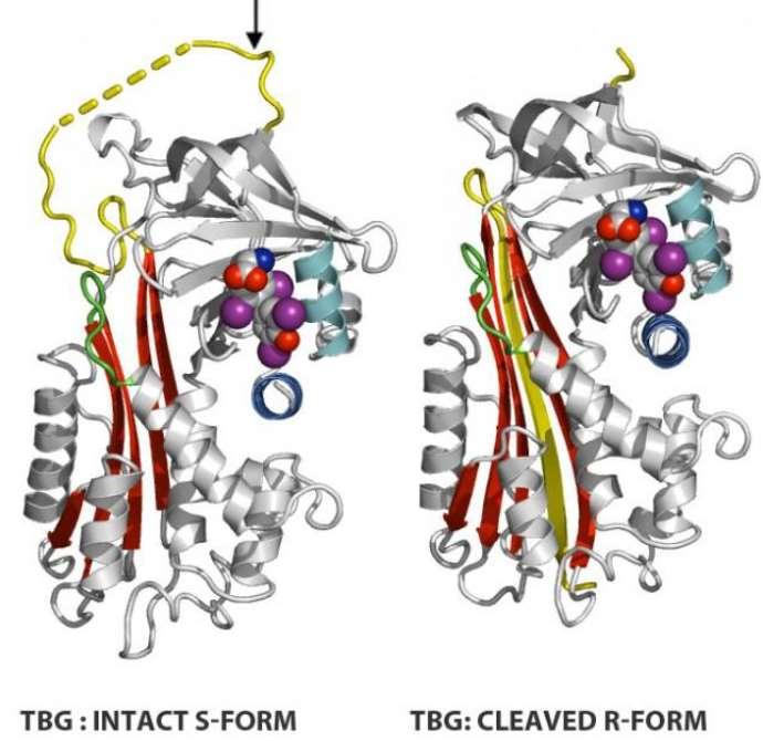 TBG molekylets struktur. 395 aminosyrer Reaktiv loop ses i gult i molekylets intakte form. Proteaser klipper den reaktive sløyfen og det dannes et ekstra bånd sentralt i molekylets nye form.