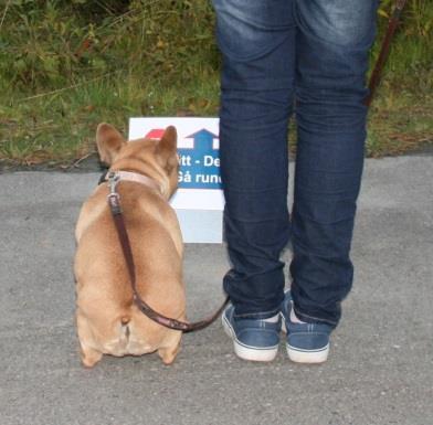 Rallylydighet! Bardu Hund arrangerer Rallylydighetskonkurranse lørdag 13. aug og søndag 14. aug 2016 :-) Sted: Gressbanen ved Barduhallen på Setermoen.