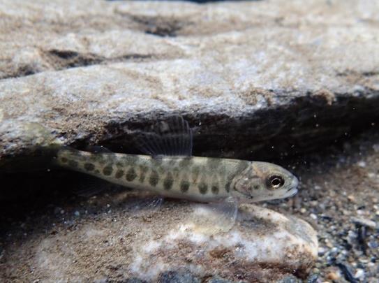 elver og bekker Pulg, U.