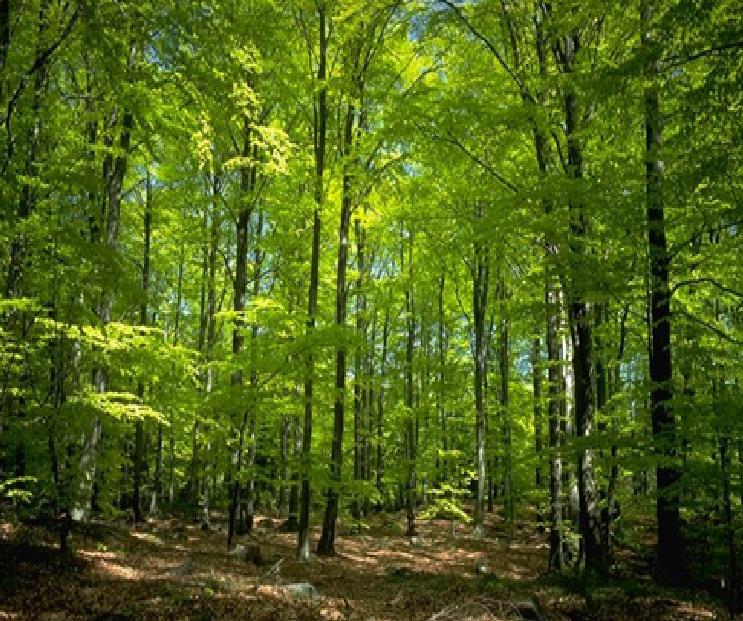effekter: Økt biologisk mangfold Skogreising kan være et