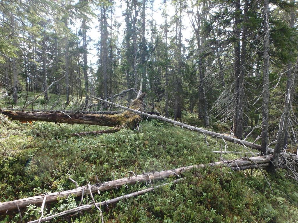 Bilder fra området Kvalbukta Et