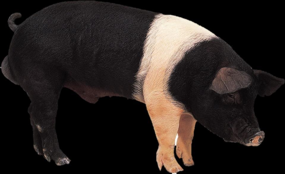 Vær kritisk til dine grisers tilvekst 3 Hampshire har god kjøttprosent, et forhold som er avlet frem for å gi merverdi da det biologisk koster «som en tommelfingerregel» fire ganger så mye å avleire