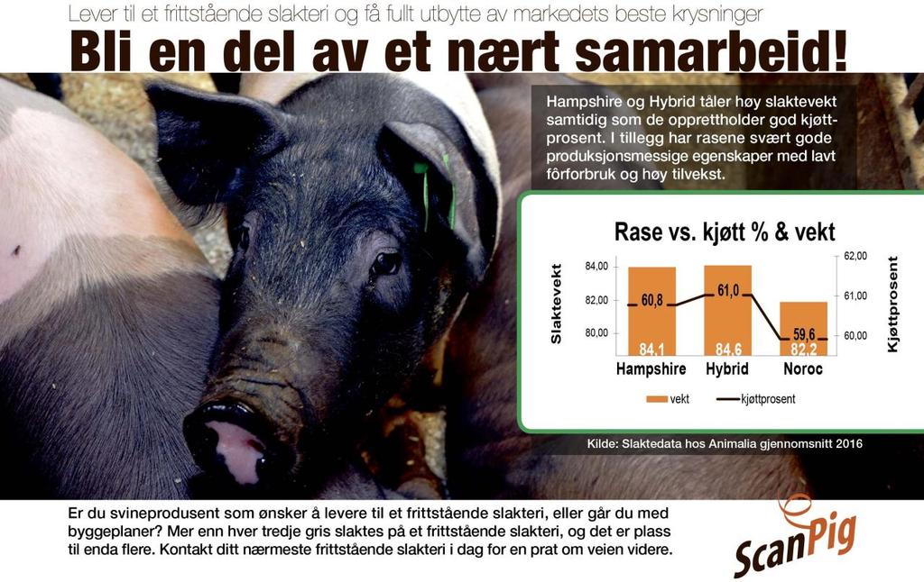 5 Hampshirebesetningen i Norge toppet listen med en gjennomsnittsalder på råner på 123 dager ved 100 kg.