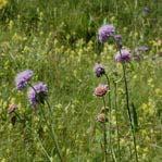 0,7 lv Leucanthemum vulgare