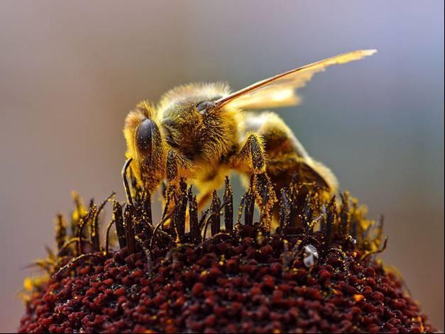 Bier I naturen går biene fra blomst til blomst og sørger for befruktning.