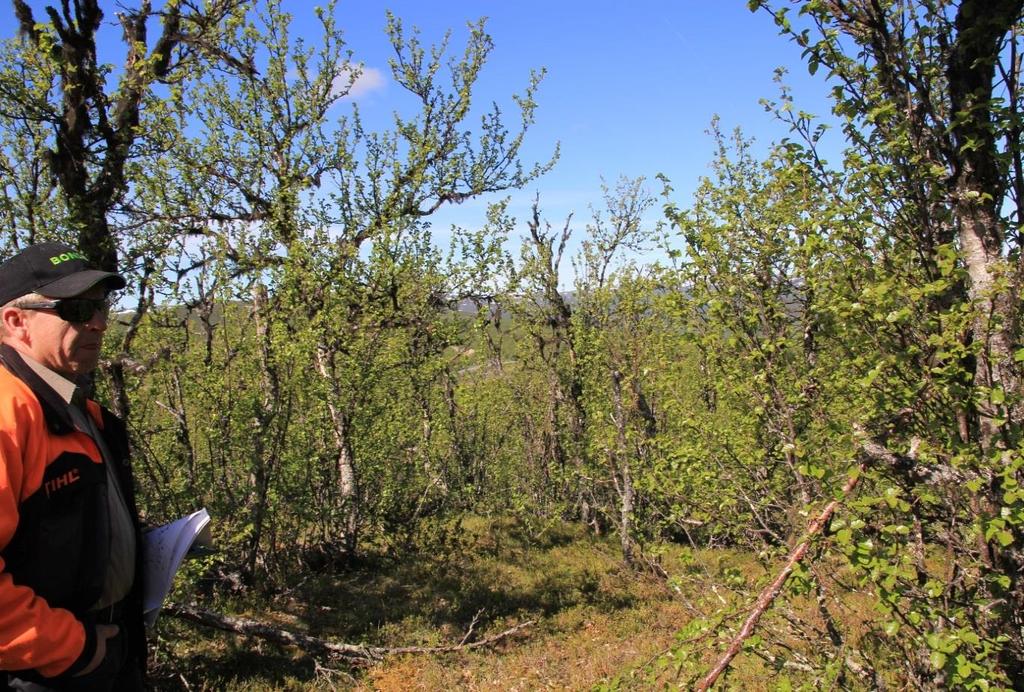4.4 Landskap, geologi og vegetasjon Ifølge det nasjonale referansesystemet til skog- og landskap grenser planområdet til landskapsregionene «Fjellskogen i Sør-Norge» og «Lågfjellet i Sør-Norge».