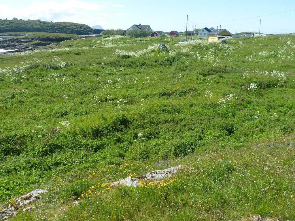 I følge gjeldende skjøtselsplan fra 2012 (Aune & Bele 2012) ble det foreslått å omklassifisere øya fra en verdifull kystlynghei- til en naturbeitemarkslokalitet når tilskuddsordningen vil også