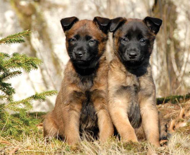 Registrering av hund Norsk Kennel Klub registrerer rundt 30 000 hunder som valper, men noen registreres også i NKK i voksen alder. Dette gjelder i første rekke importer.