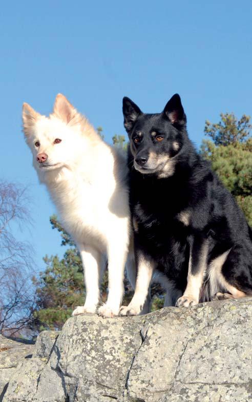 Andre viktige elementer i Norsk Kennel Klubs helsearbeid NKKs Sunnhetsutvalg Sunnhetsutvalget oppnevnes av hovedstyret og er NKKs rådgivende organ innenfor fagområdet hundens helse og sunnhet.