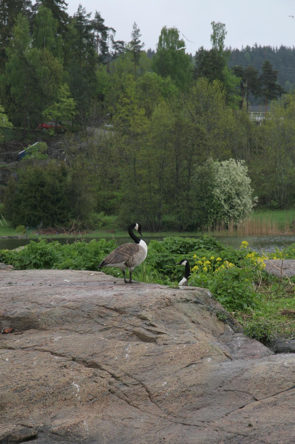 har økt og kommet seg lenger og lenger inn i fjorden. Tjeld; det er nesten alltid et par tjeld på hver av disse holmene. Det ruget også 1 par tjeld på odden mot Kjærnesbogen.