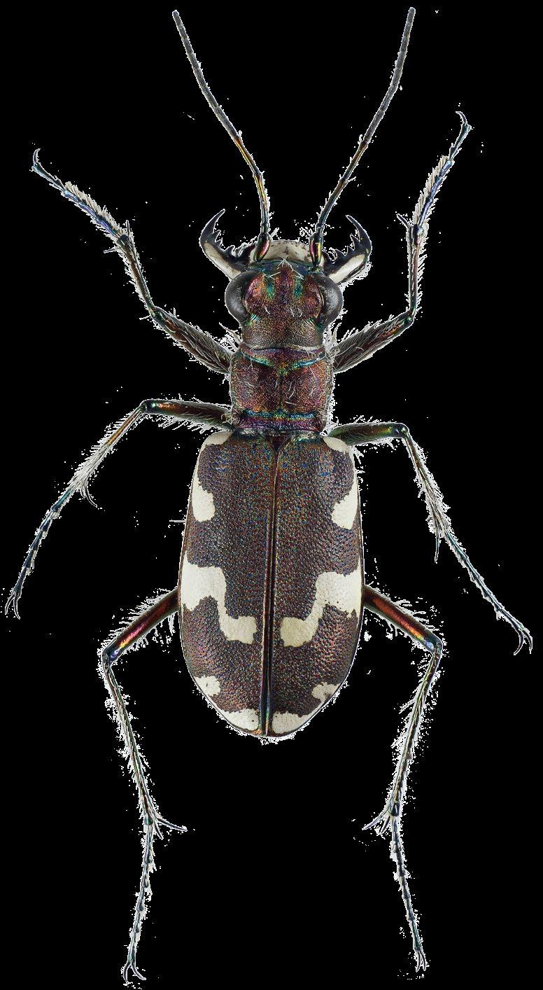 Sandjegere Elvesandjegeren tilhører underfamilien sandjegere (Cicindelinae), som er en del av familien løpebiller (Carabidae).