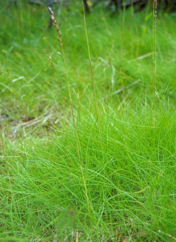 Blomstrande stivstorr med musøre i botnen. Smyle er ei viktig beiteplante. Grassnøleie er svært viktige beite for sau ut på ettersommaren og hausten.