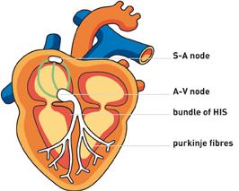 הדחפים החשמליים הללו מתפשטים מהפרוזדורים דרך מערכת הולכה חשמלית, אל חדרי הלב,המהווים את המשאבה העיקרית המזרימה דם לגוף.