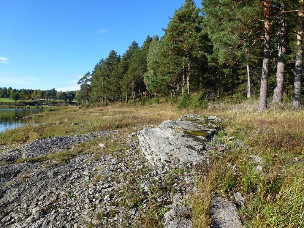 mellom gressparti og skog hvor terrenget stiger på.