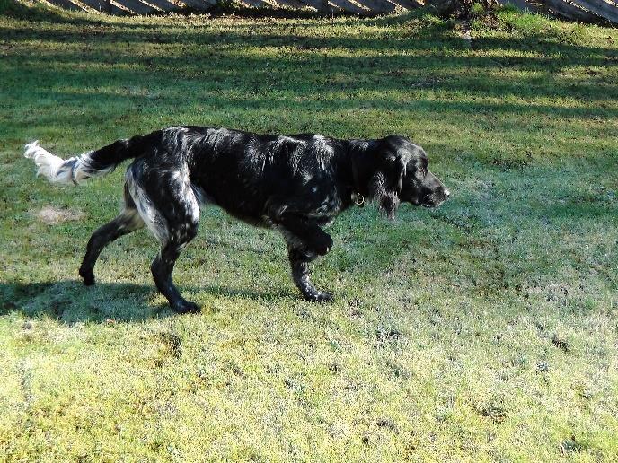 Avlsrådet står fritt til å ta bort hunder fra avlslisten hvis det dukker opp forhold som gjør at videre avl på hunden er ødeleggende for rasens utvikling.