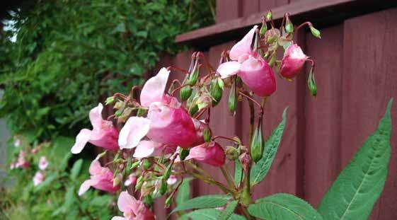 Hageplanter blir problemarter De fleste hagerømlinger gjør liten skade, men noen arter kan gjøre stor skade på vår hjemmehørende flora.