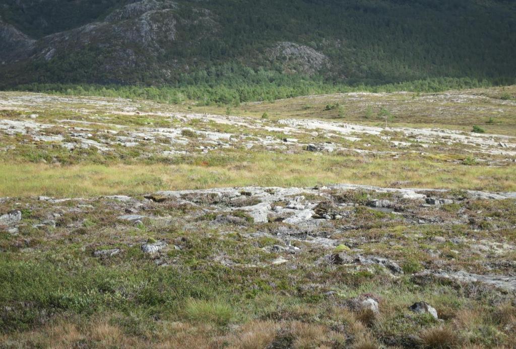 Figur 6. Øverst: Lokaliteten sett mot nordøst med Harbaksfjellet i bakgrunnen.