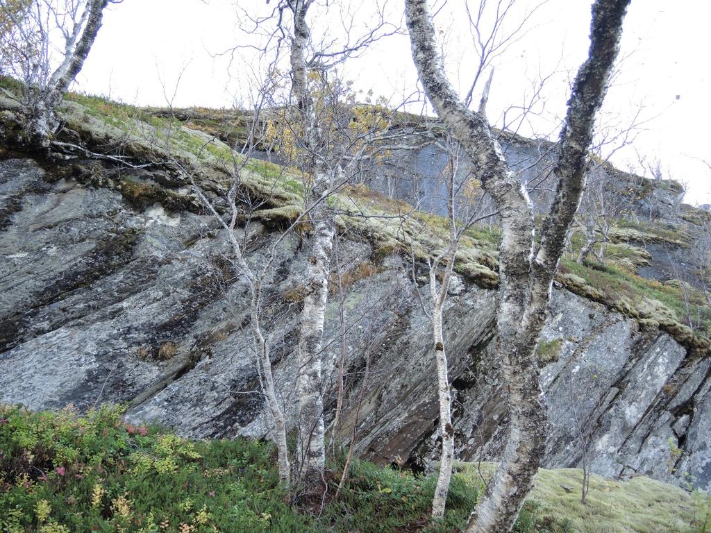 Foto 28[PN_2006]: Bergskrent ved nordre påhugg. Bergarten er granatglimmerskifer. Skifrigheten har orientering ~30 /45.