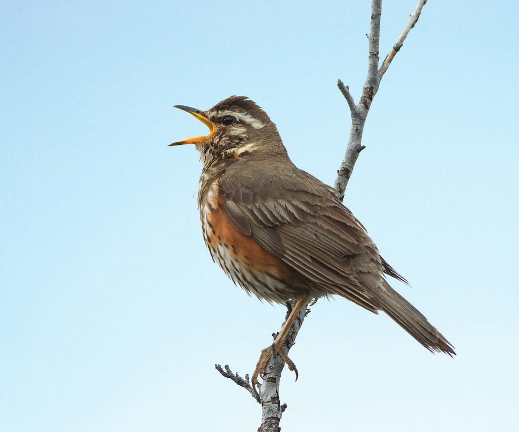 Redwing /