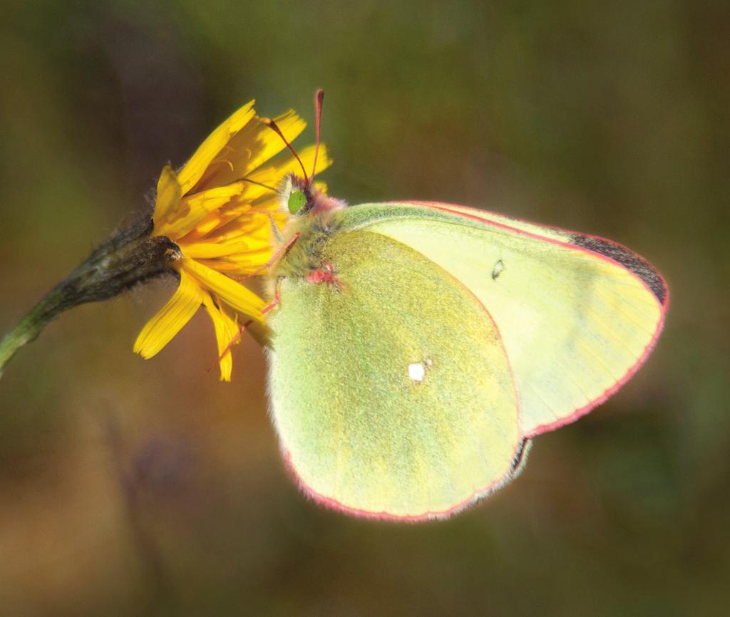 Inquiries concerning Fokstumyra Nature Reserve can be directed to Laurits Fokstugu, at