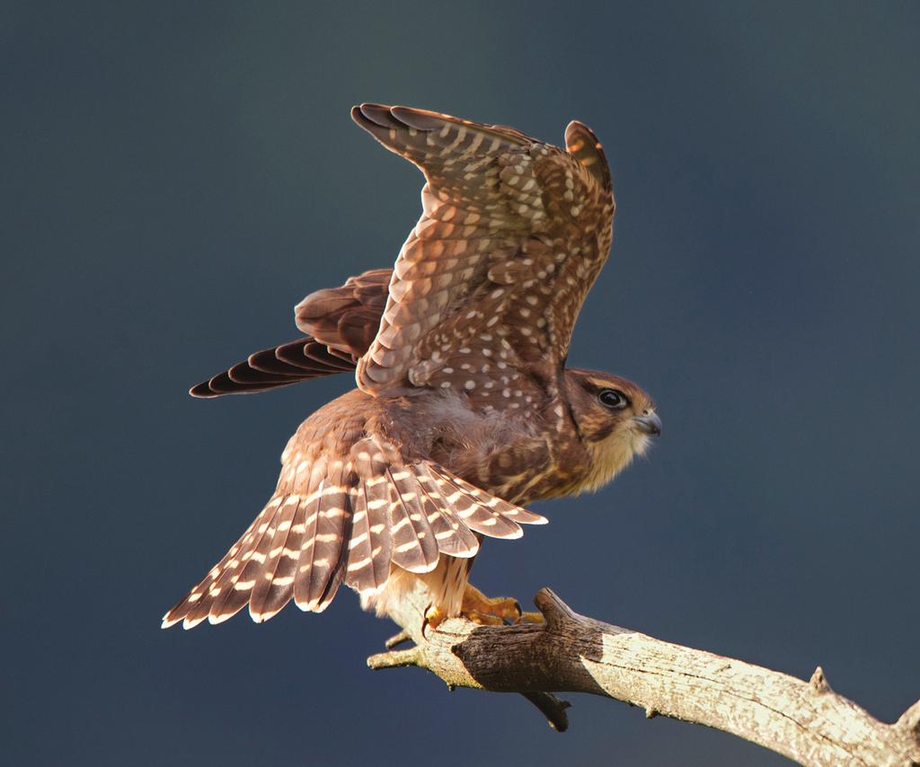 columbarius) Merlin /