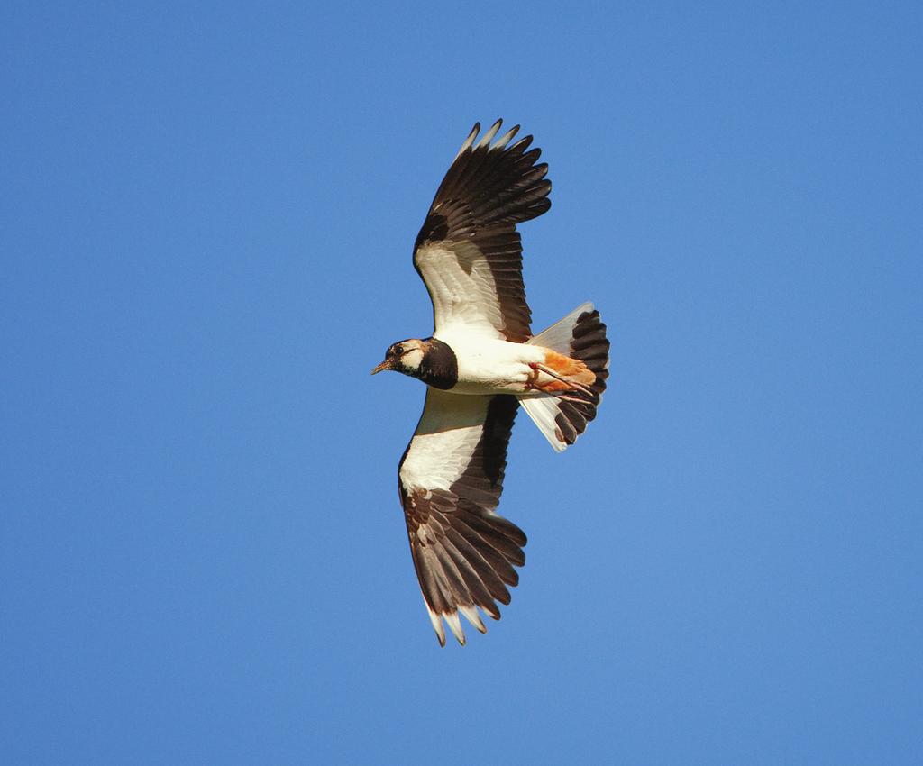 Northern Lapwing /