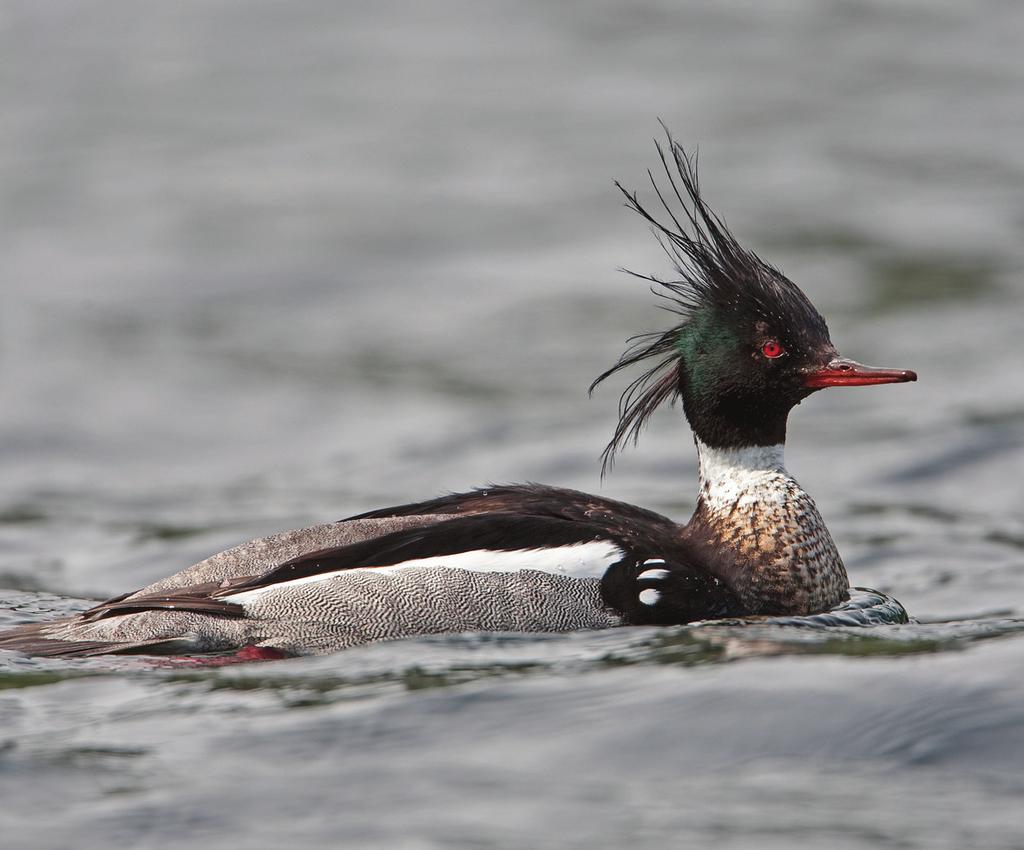 (Tringa nebularia)